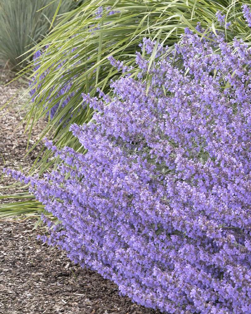 Nepeta 'Junior Walker' 1 Gallon