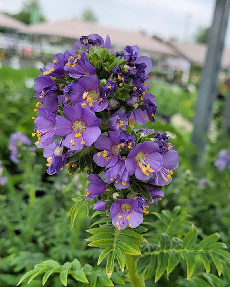 Polemonium 'Heavenly Habit' 1 Gallon