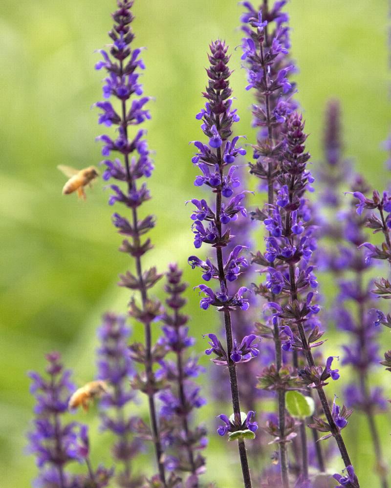 Salvia 'Caradonna' 1 Gallon