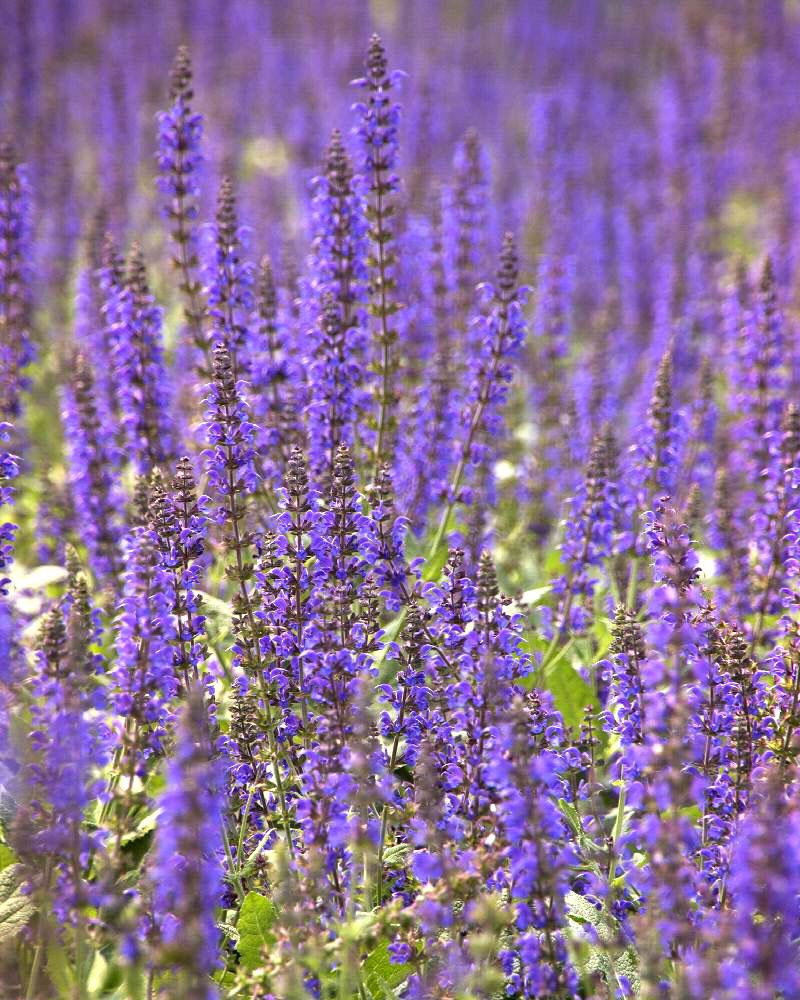 Salvia 'May Night' 1 Gallon
