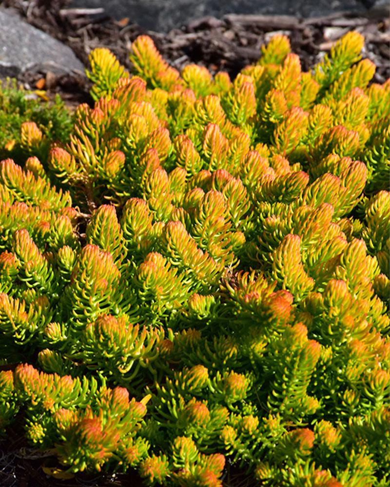 Sedum 'Angelina' 1 Gallon