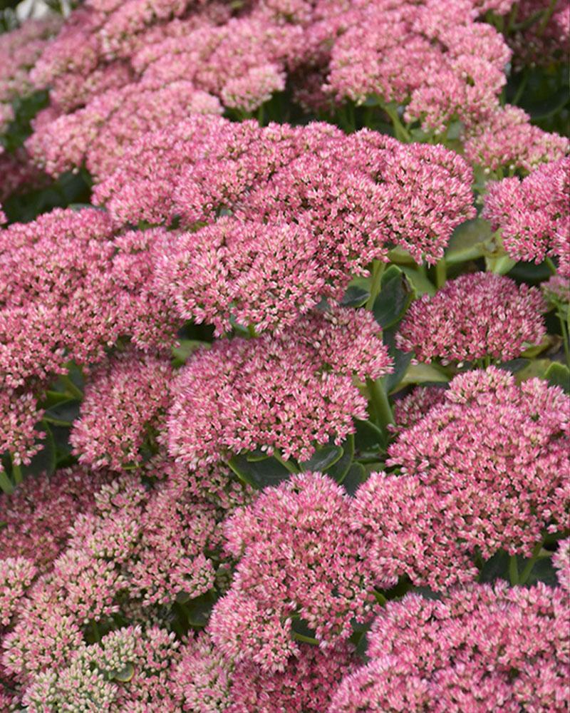 Sedum 'Autumn Fire' 1 Gallon