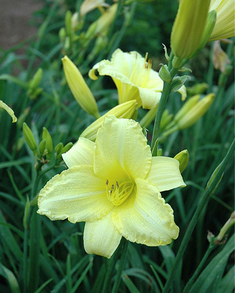 HEMEROCALLIS HAPPY RETURNS