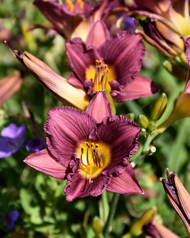 Hemerocallis 'Purple de Oro' 1 Gallon