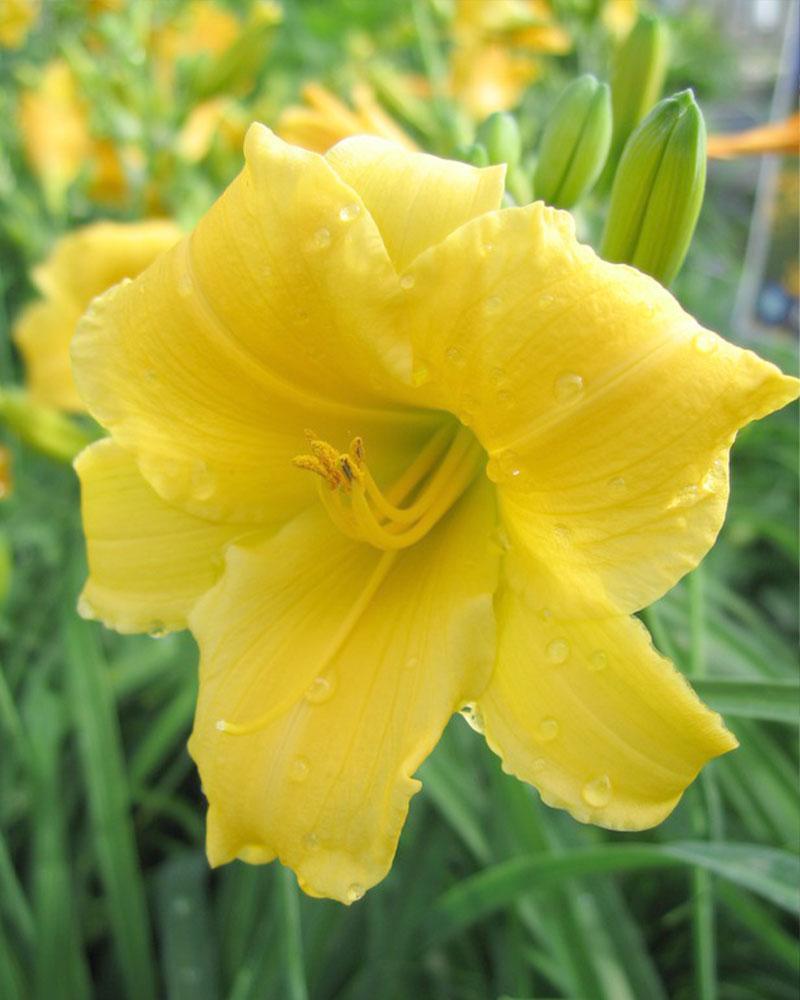 HEMEROCALLIS STELLA DE ORO