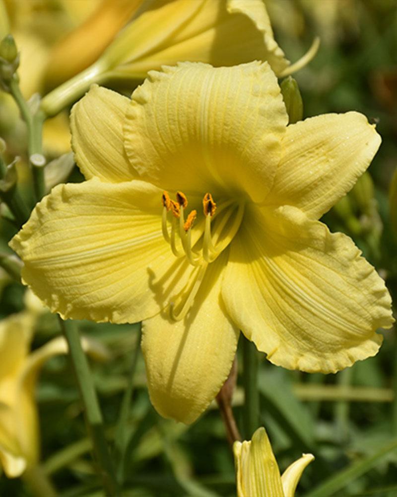 HEMEROCALLIS STELLA SUPREME