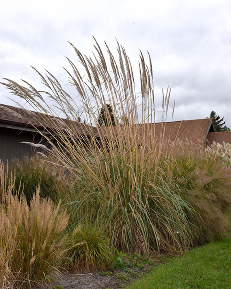 Grass Erianthus ravennae 1 Gallon