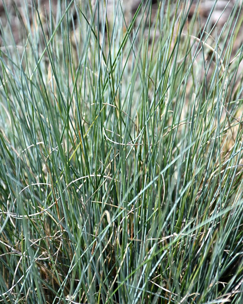 Grass Festuca 'Boulder Blue' 1 Gallon