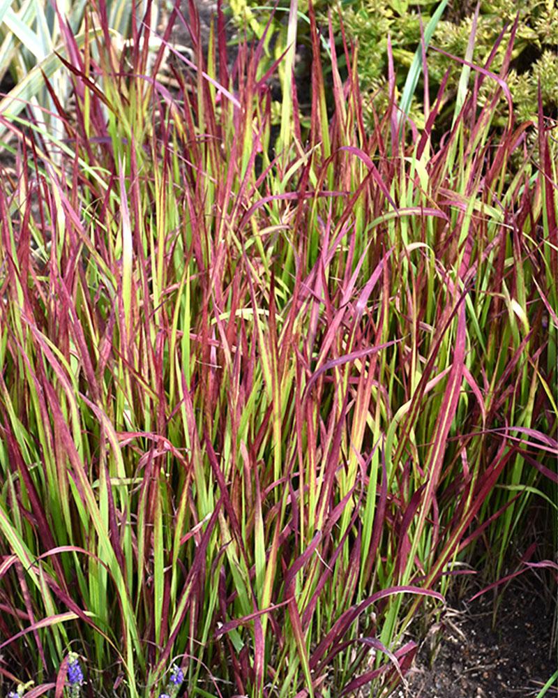 Grass Imperata 'Red Baron' 1 Gallon