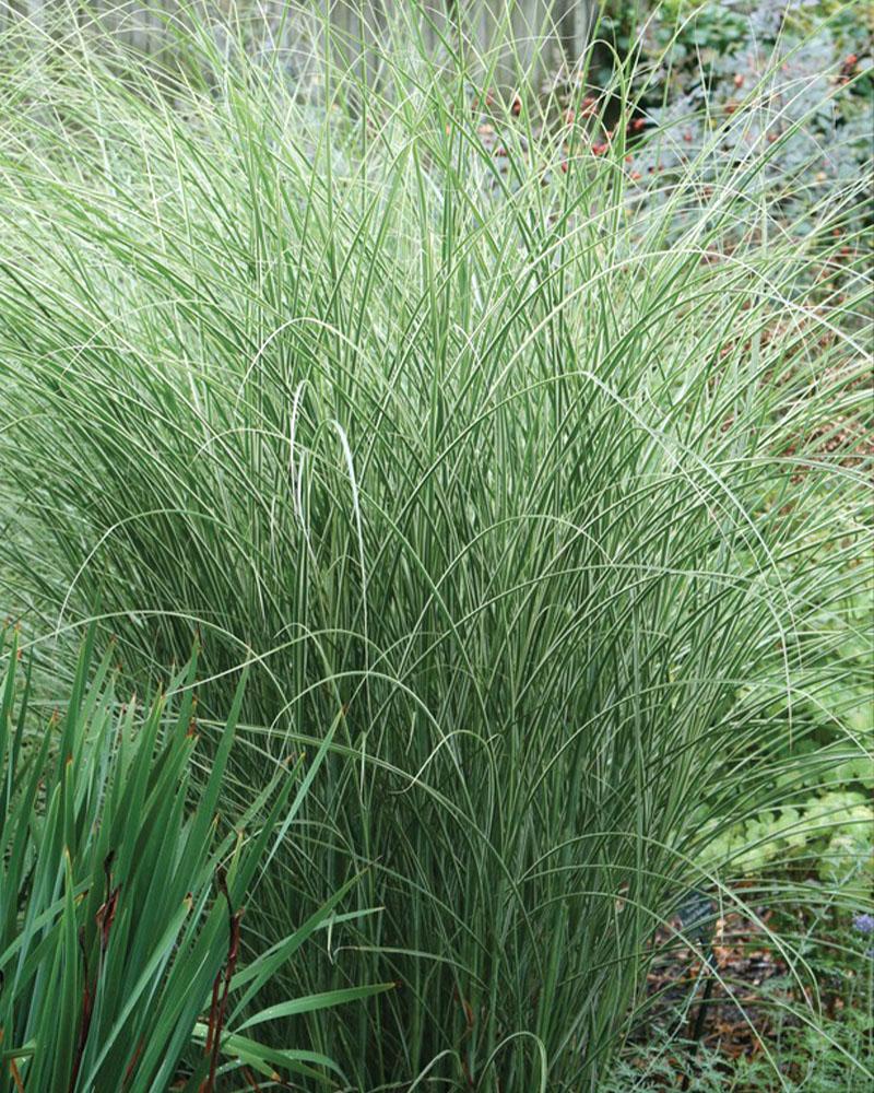 Grass Miscanthus 'Morning Light' 1 Gallon