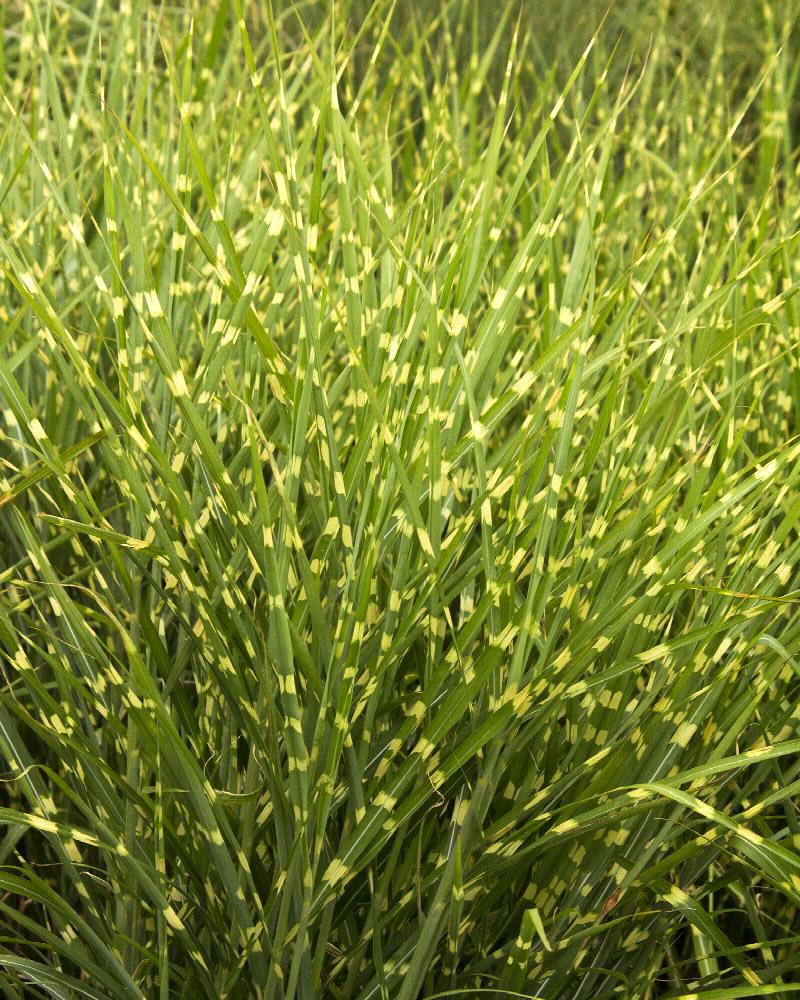 Grass Miscanthus 'Strictus' 1 Gallon