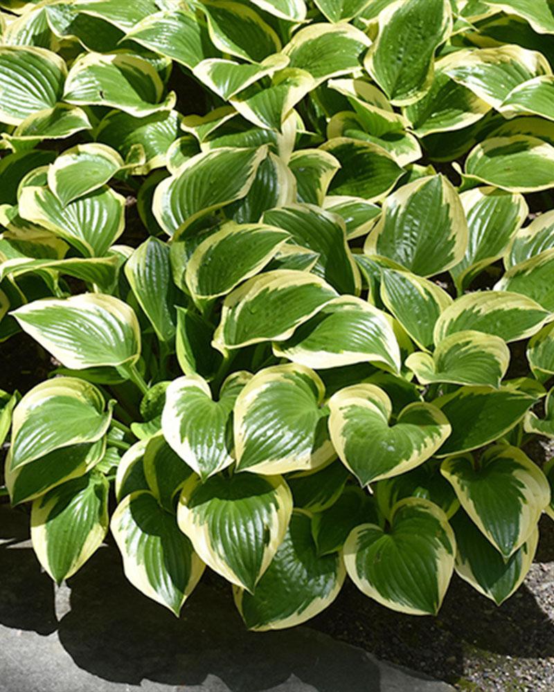 Hosta 'Queen Josephine' 1 Gallon