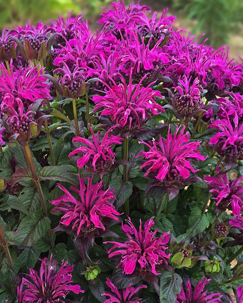 Monarda 'Rockin' Raspberry' 1 Gallon