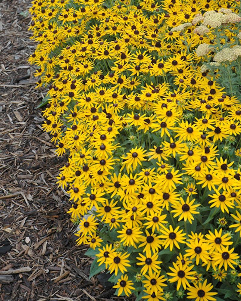 RUDBECKIA LITTLE GOLDSTAR