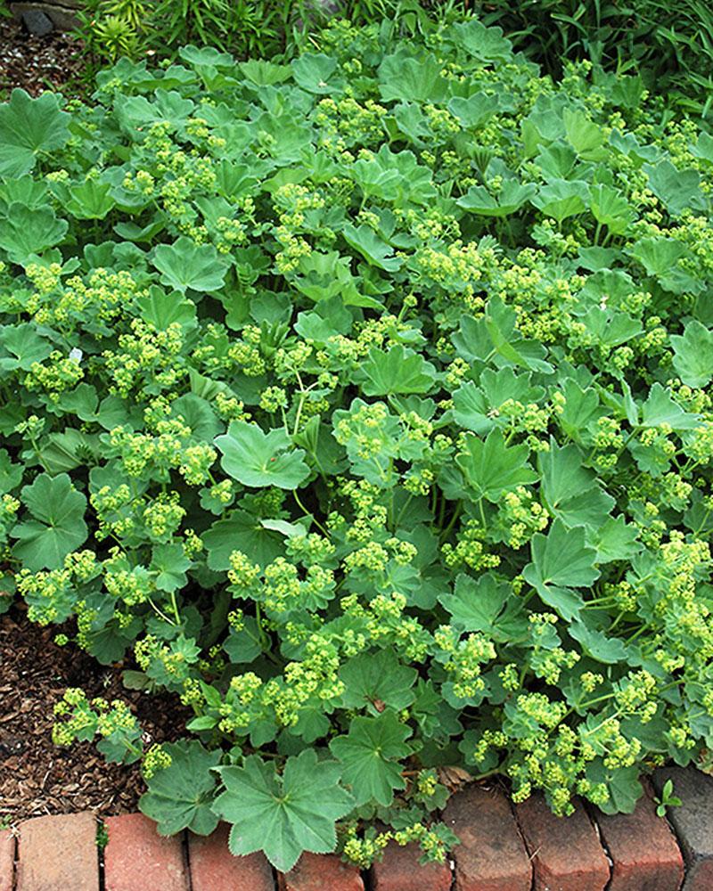 Alchemilla 'Thriller' 1 Gallon