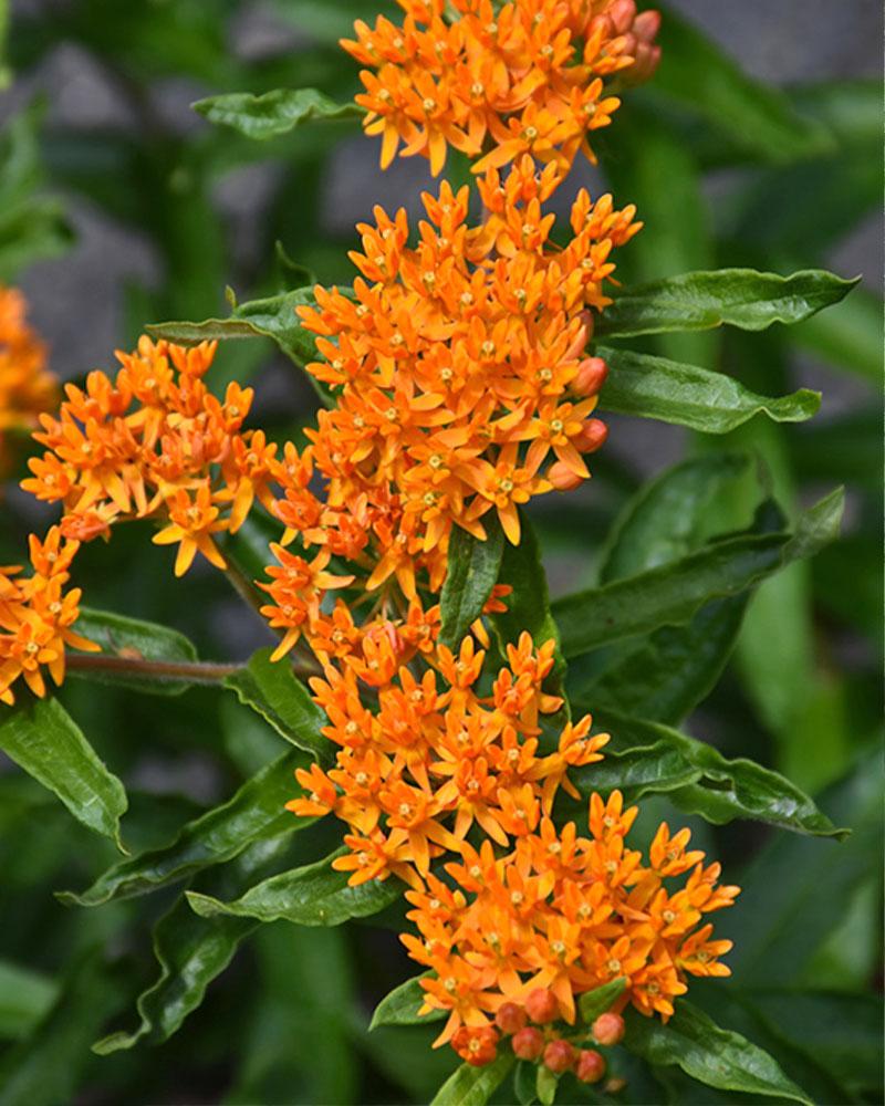 Asclepias tuberosa 1 Gallon