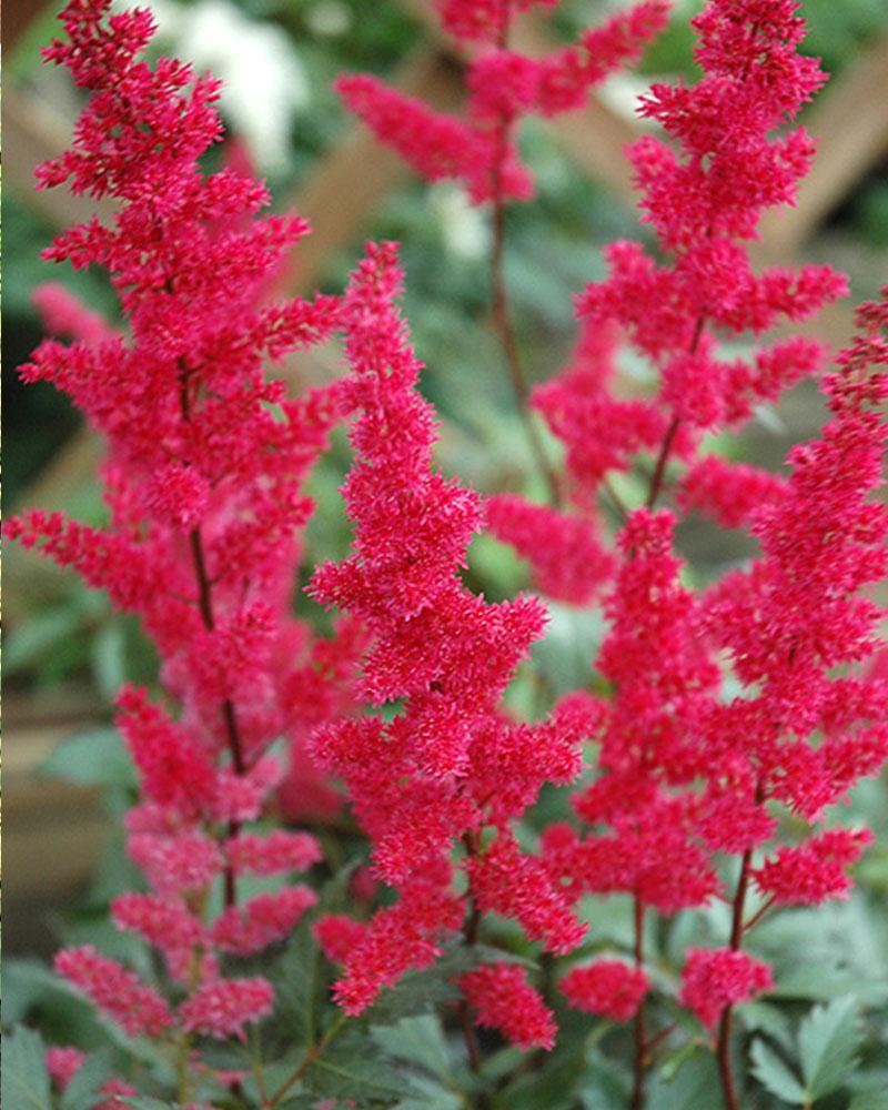 Astilbe 'Fanal' 1 Gallon