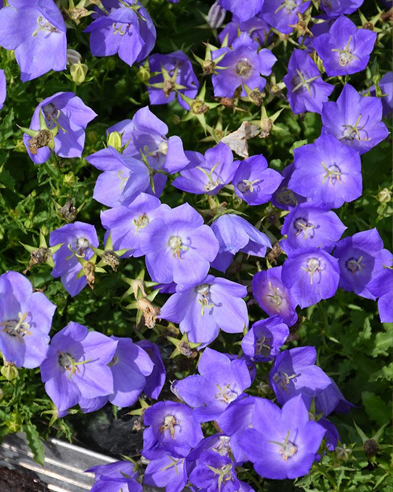 CAMPANULA RAPIDO BLUE