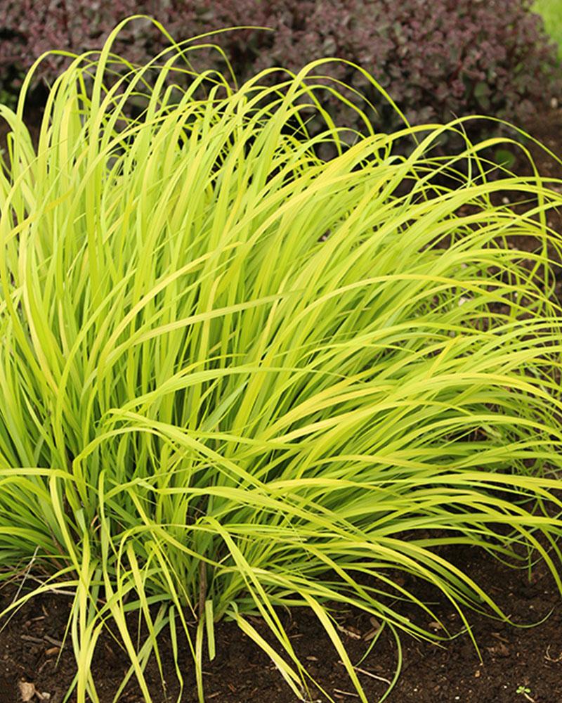 Grass Pennisetum Prairie Winds® 'Lemon Squeeze' 1 Gallon