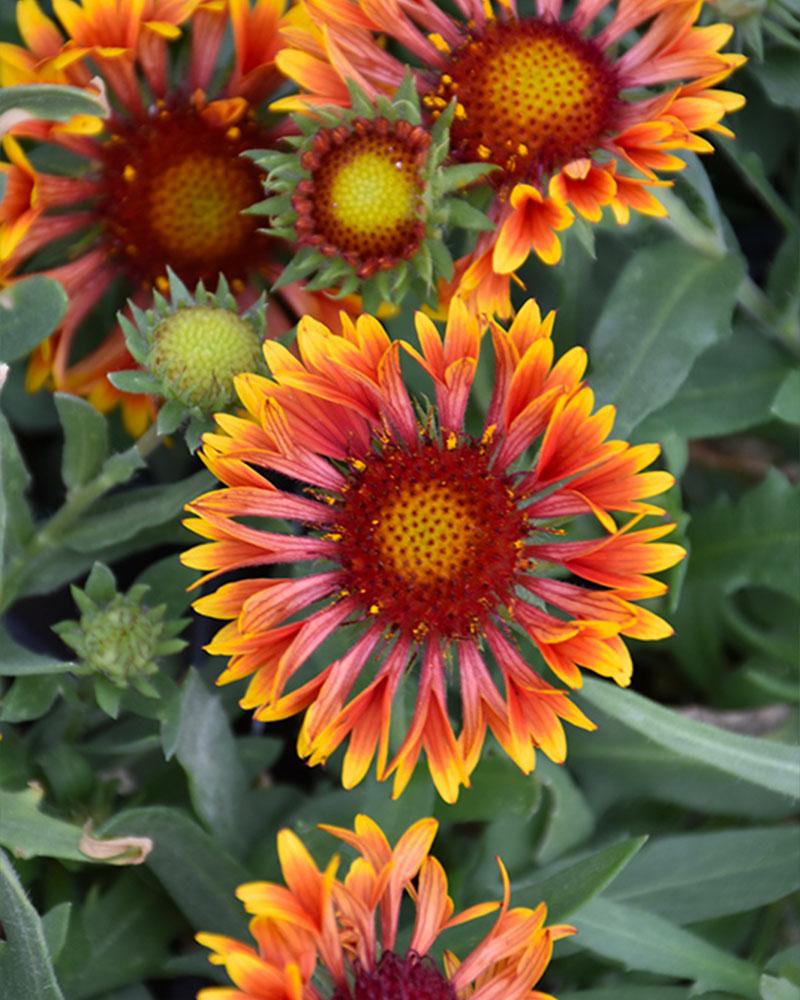 Gaillardia 'Copper Sun' 1 Gallon