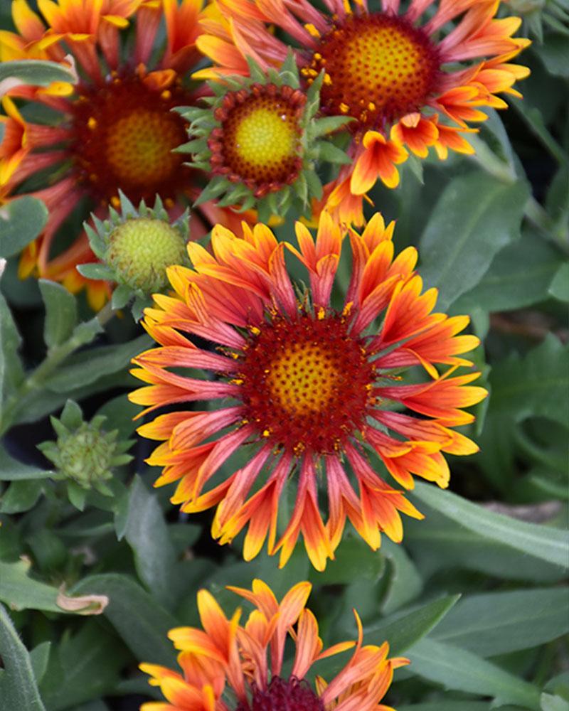 GAILLARDIA SPINTOP COPPER SUN