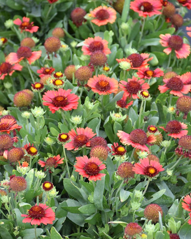 Gaillardia 'Spintop Red' 1 Gallon