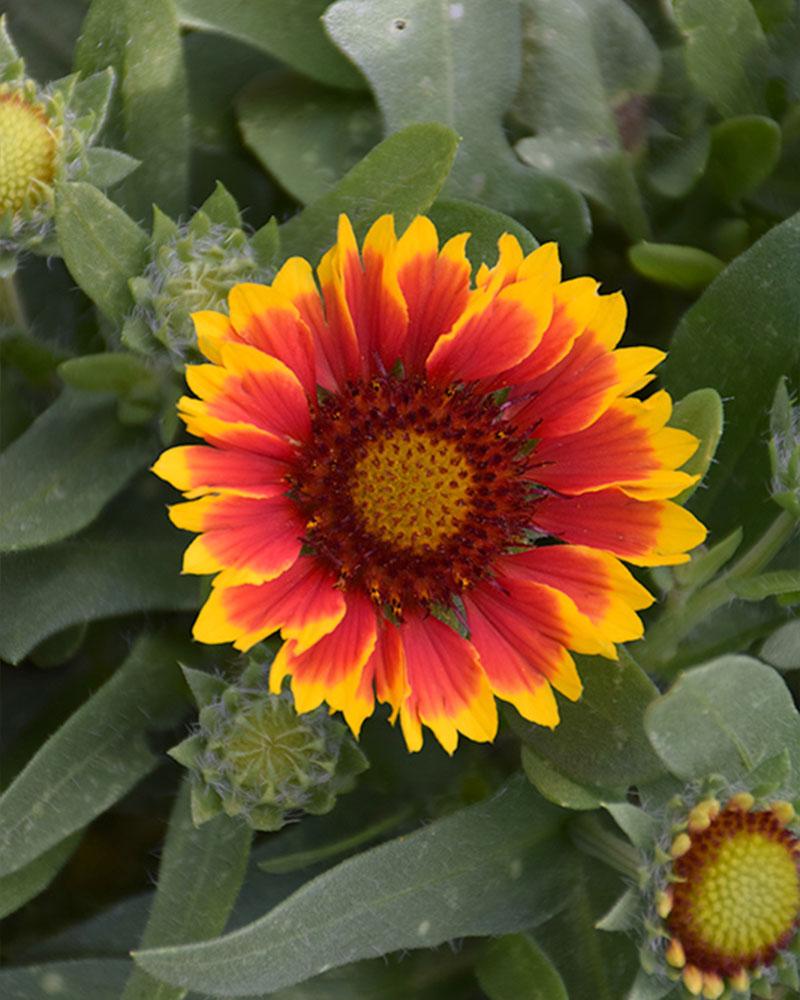 Gaillardia 'Spintop Red Starburst' 1 Gallon