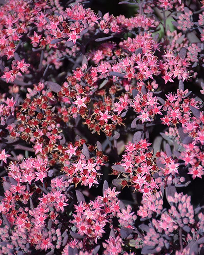 Sedum 'Plum Dazzled' 3 Inch
