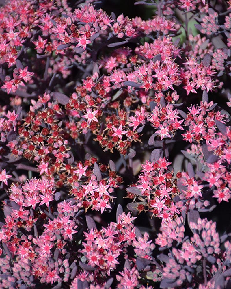 SEDUM SS PLUM DAZZLED