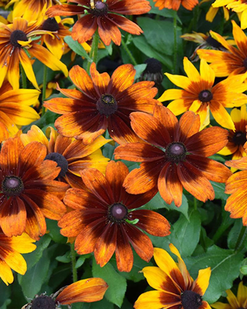 Rudbeckia 'Cappuccino' 1 Gallon