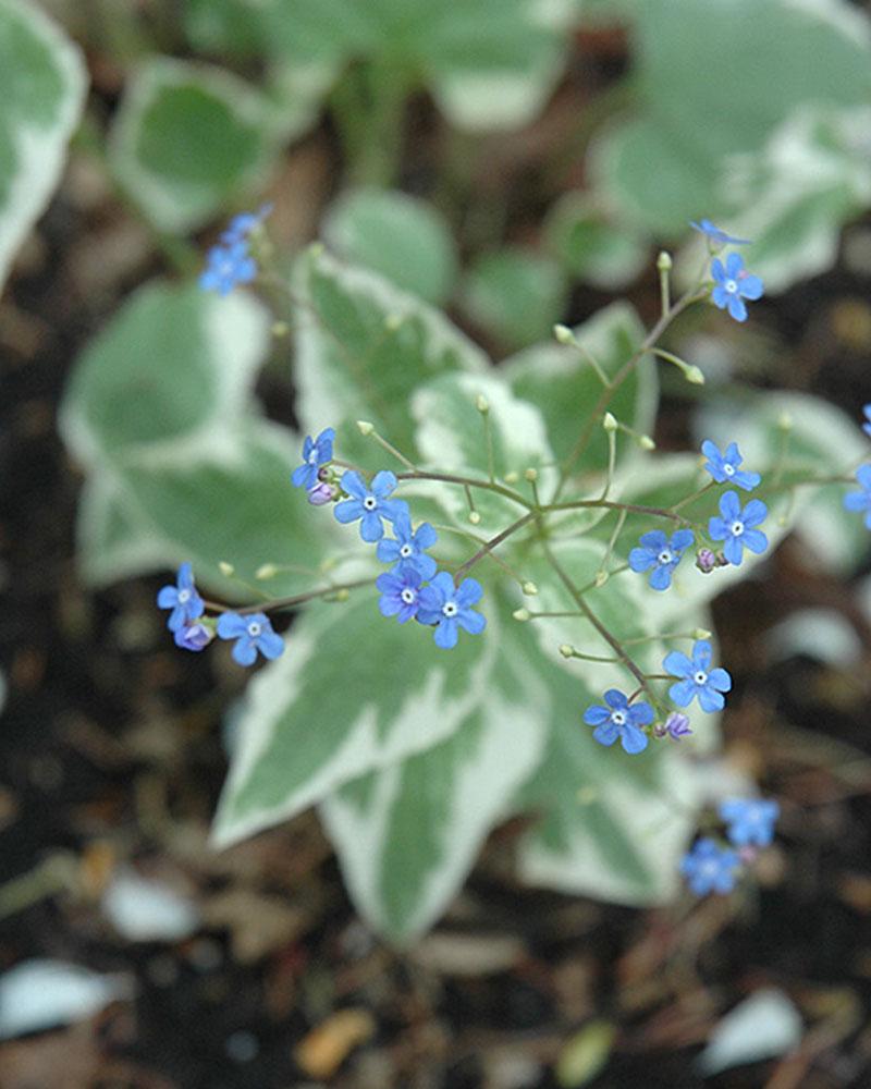 Brunnera 'Variegated' 1 Gallon