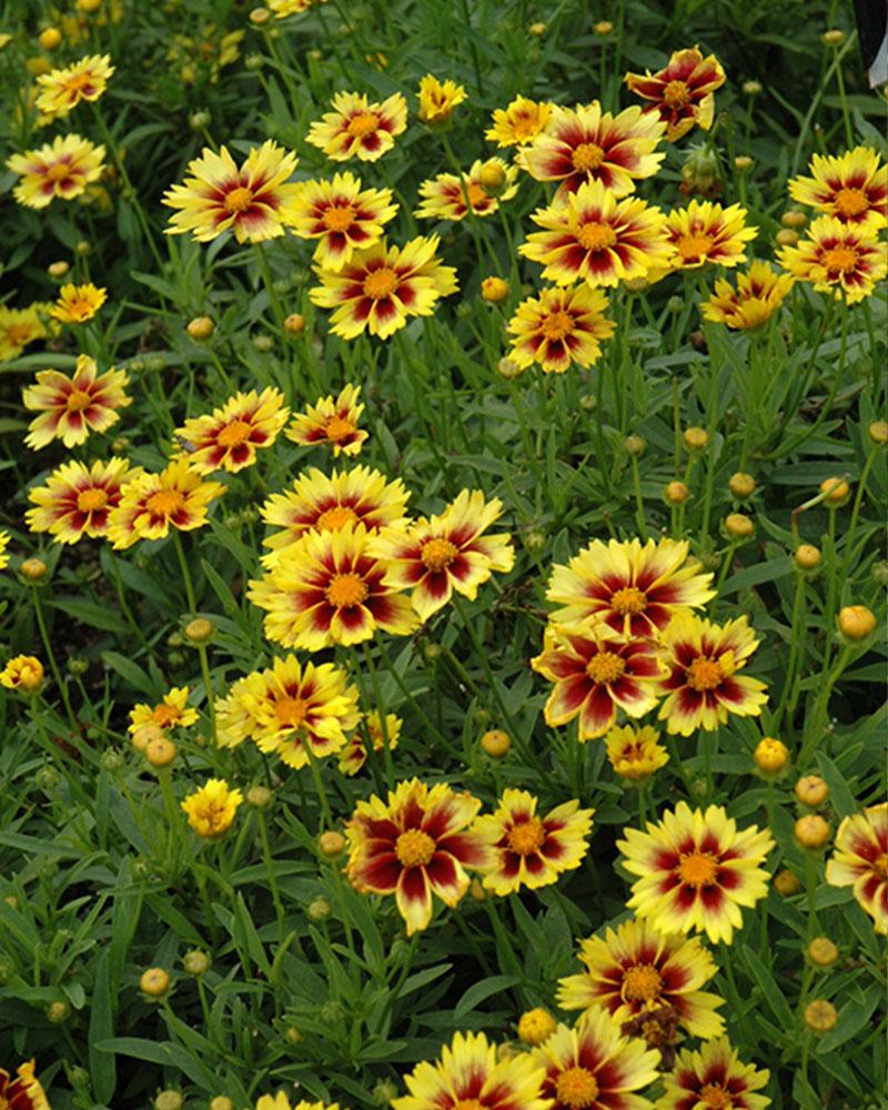 Coreopsis Lil' Bang 'Enchanted Eve' 1 Gallon