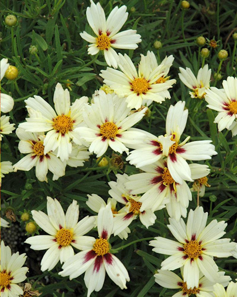 COREOPSIS LB STARLIGHT