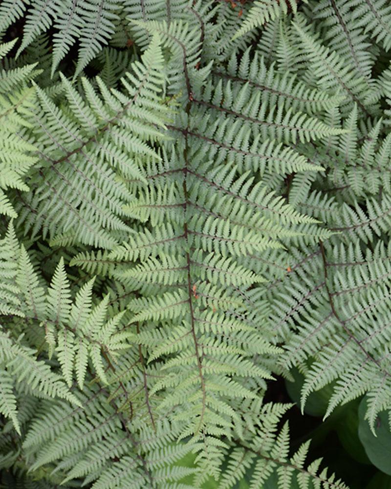 FERN GHOST