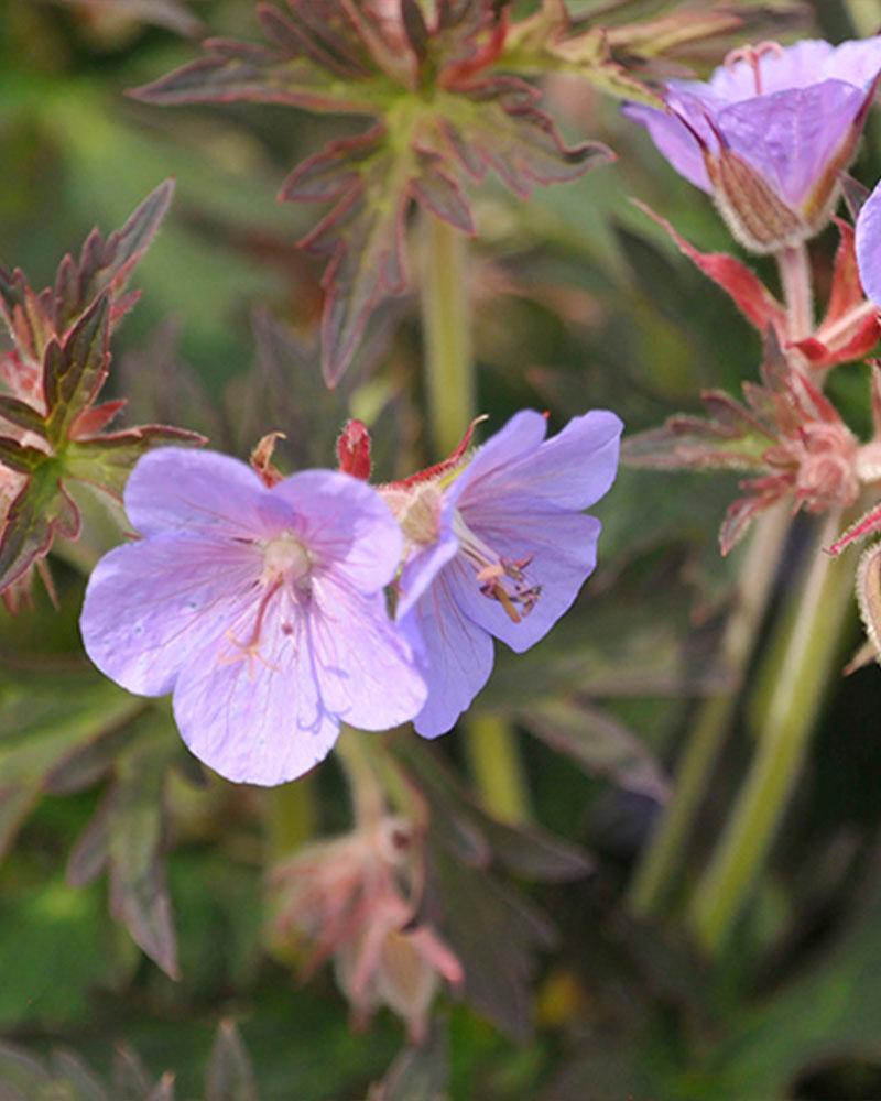 Geranium 'Boom Chocolatta' 1 Gallon