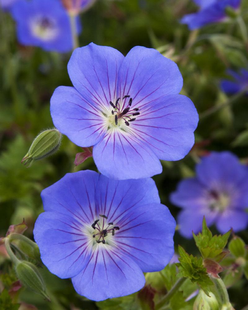 Geranium 'Rozanne' 1 Gallon