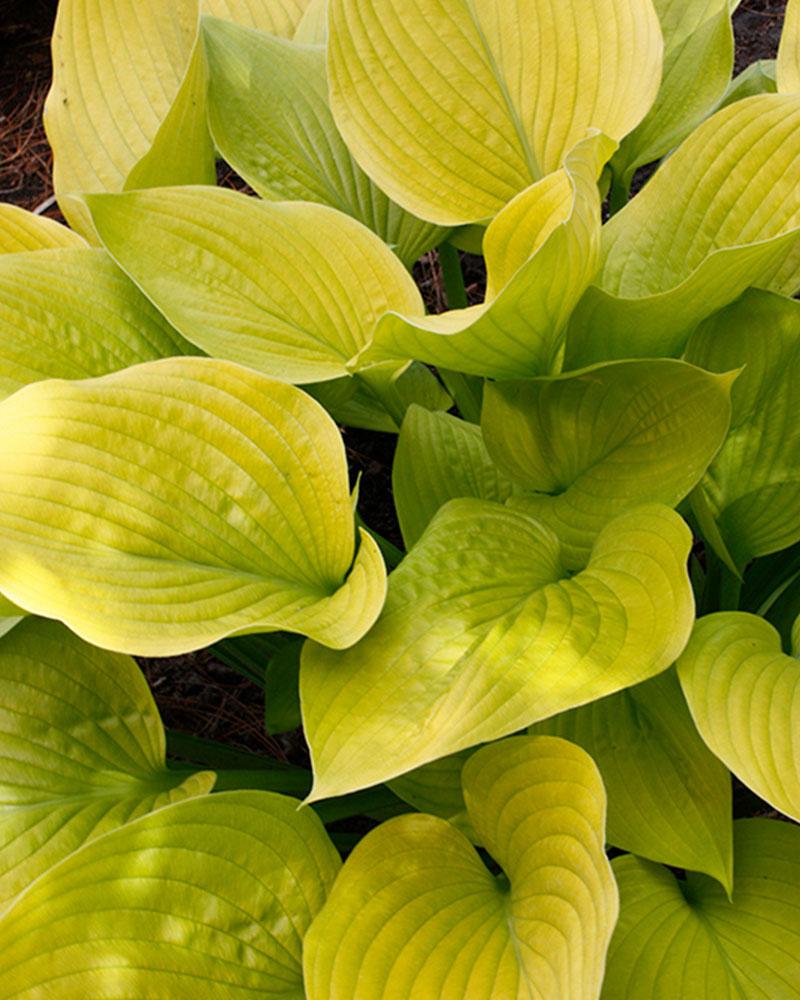 Hosta 'Age of Gold' 1 Gallon