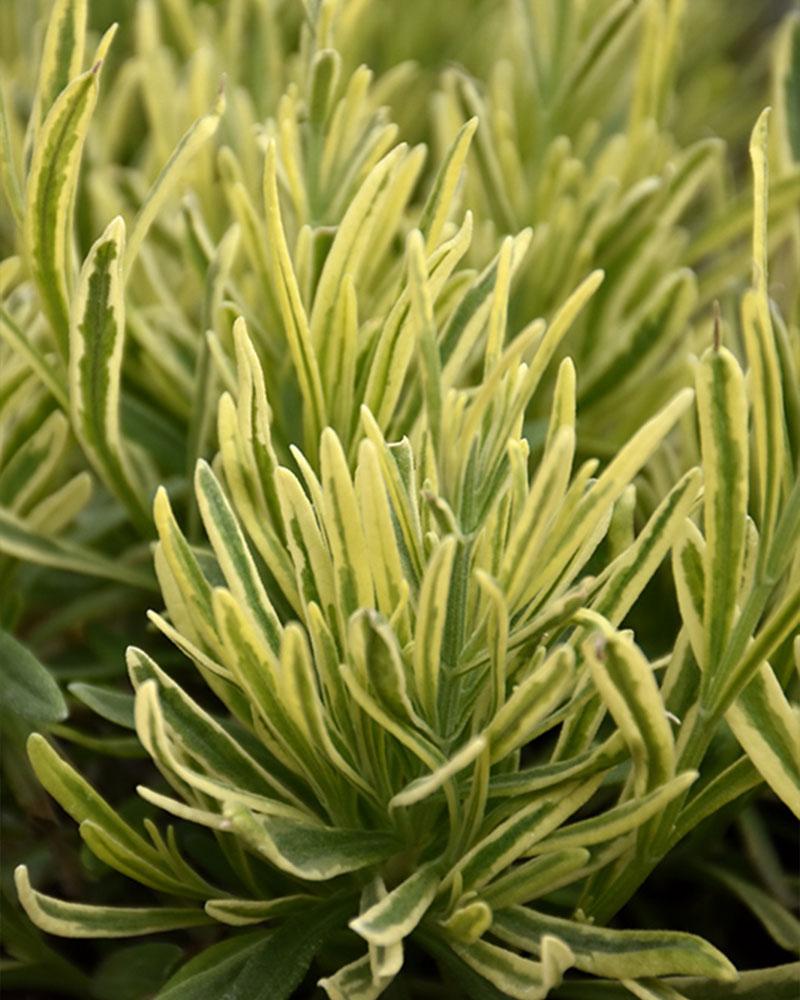Lavandula 'Platinum Blonde' 1 Gallon
