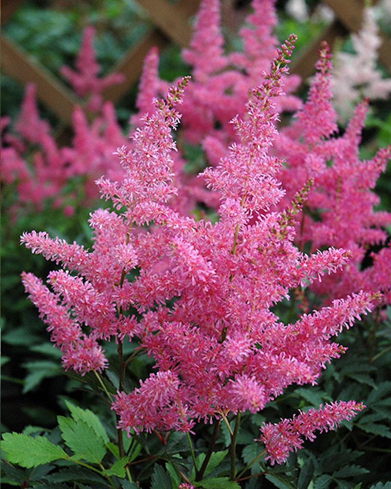 Astilbe 'Younique Lilac' 1 Gallon