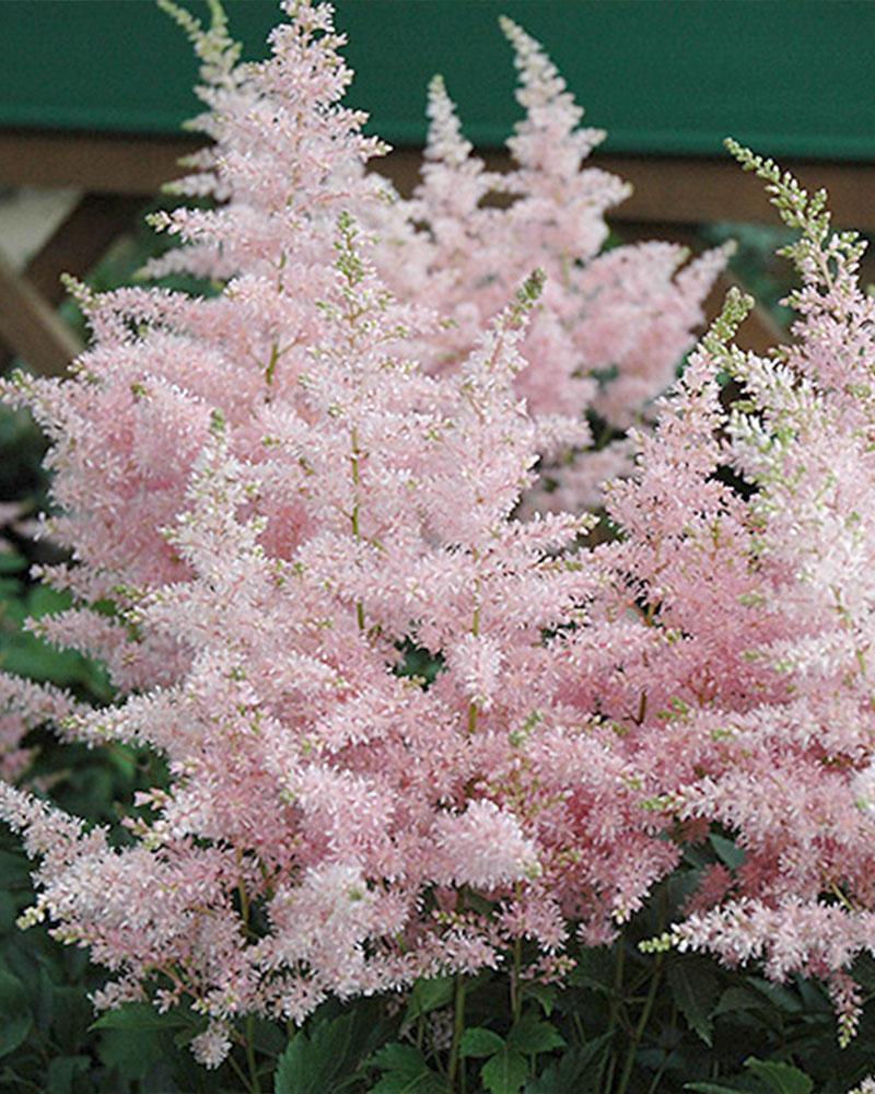 Astilbe 'Younique Silver Pink' 1 Gallon