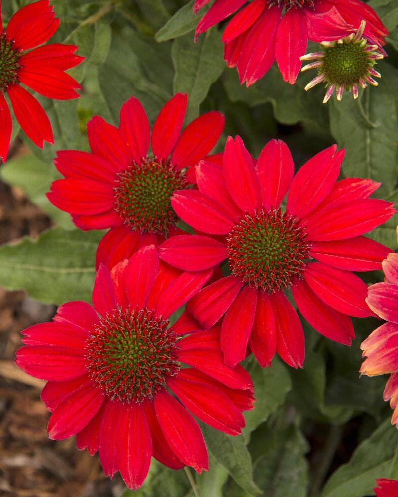 ECHINACEA S SALSA RED