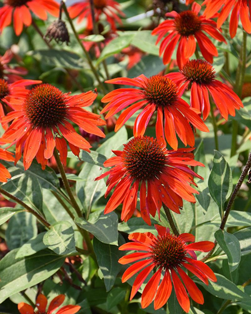 Echinacea Sombrero® 'Sangrita' 1 Gallon