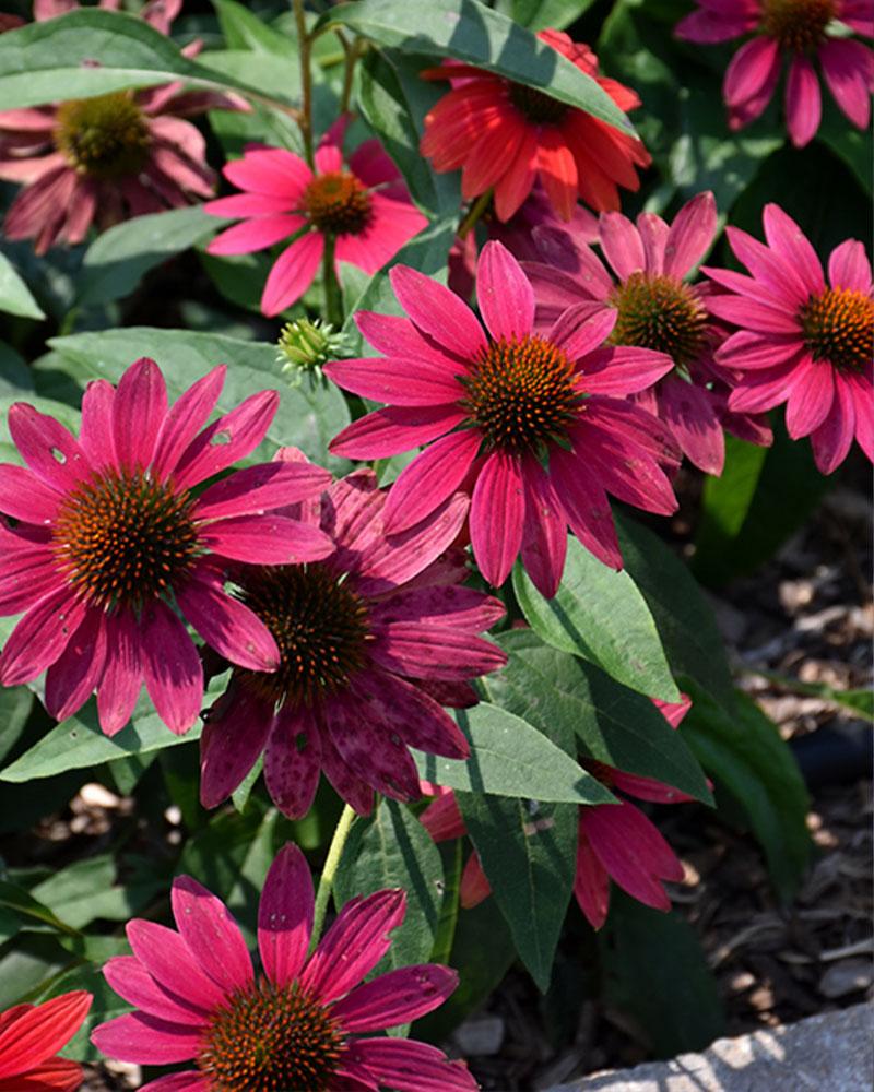 Echinacea Sombrero® 'Tres Amigos' 1 Gallon