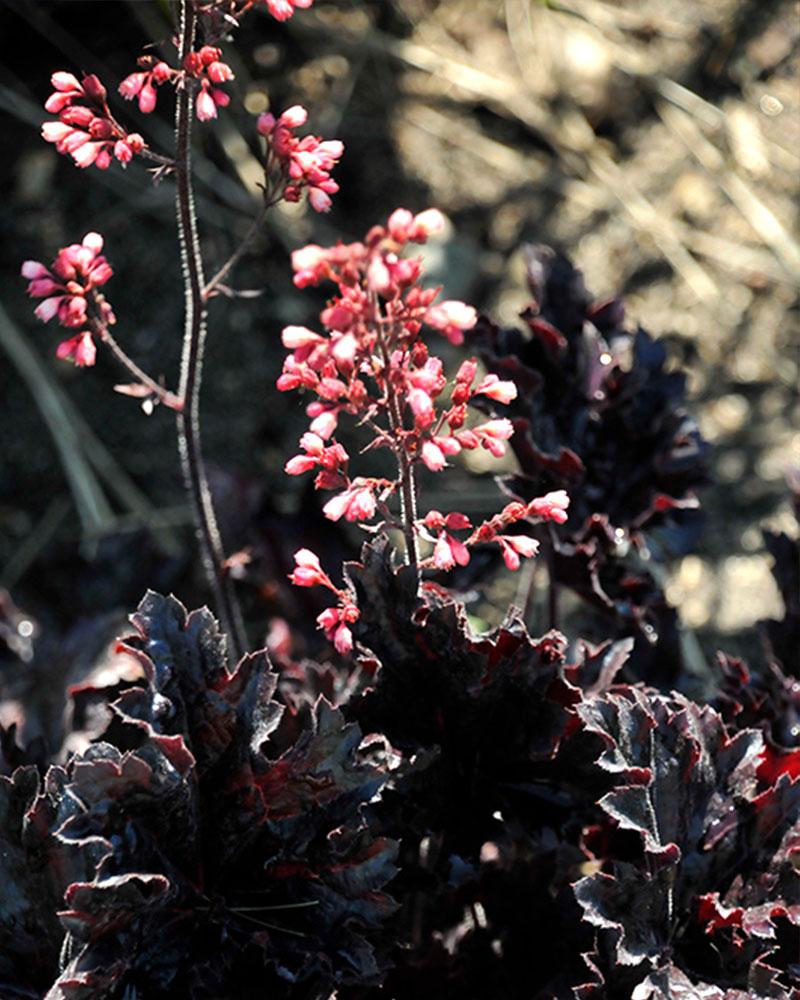 Heuchera 'Timeless Night' 1 Gallon