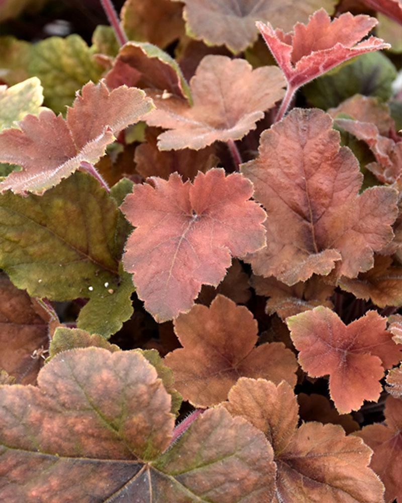 Heucherella 'Pumpkin Spice' 1 Gallon