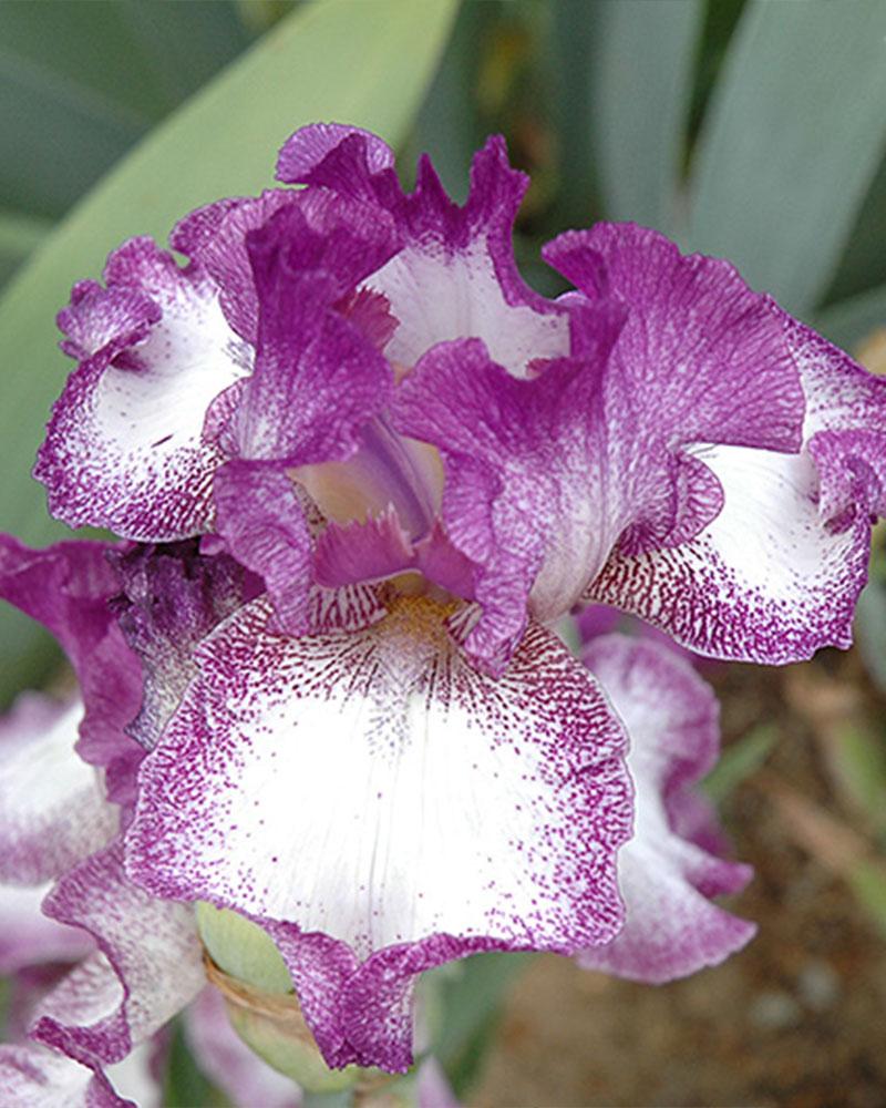 IRIS GERM MARIPOSA AUTUMN