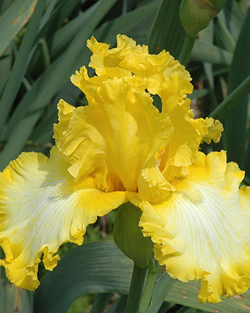 Iris 'That's All Folks' 1 Gallon
