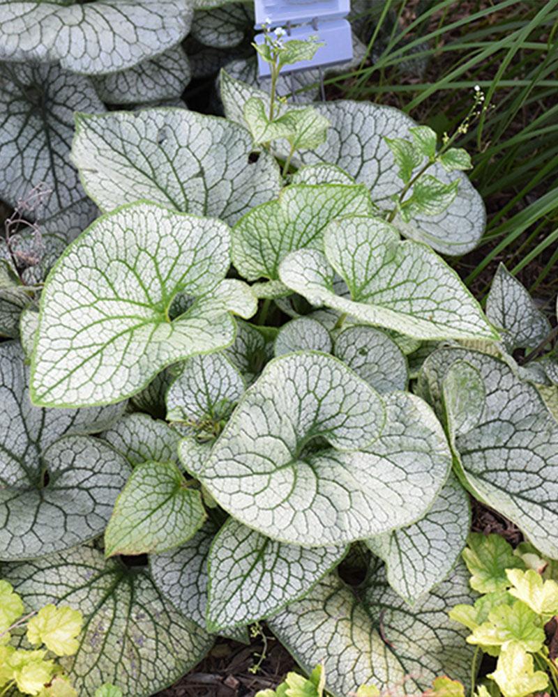 Brunnera 'Queen of Hearts' 1 Gallon