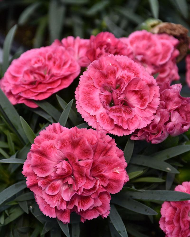 Dianthus Fruit Punch® 'Raspberry Ruffles' 1 Gallon