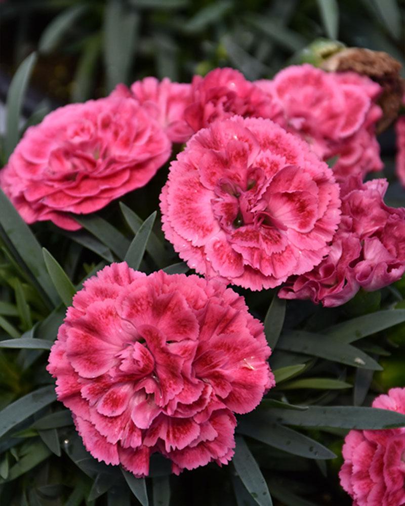 DIANTHUS FPZ RASPBERRY RUFFLE PW